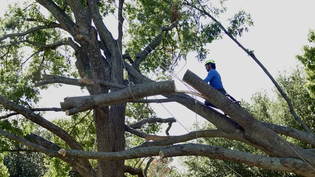 Professional Crown Thinning performed by certified arborists in Rock Hall