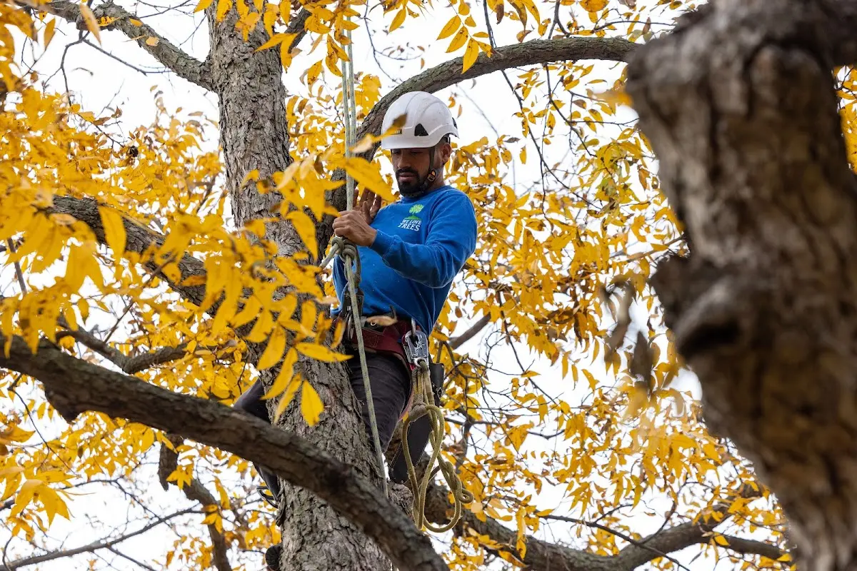 Skilled Tree Transplanting crew working in Rock Hall